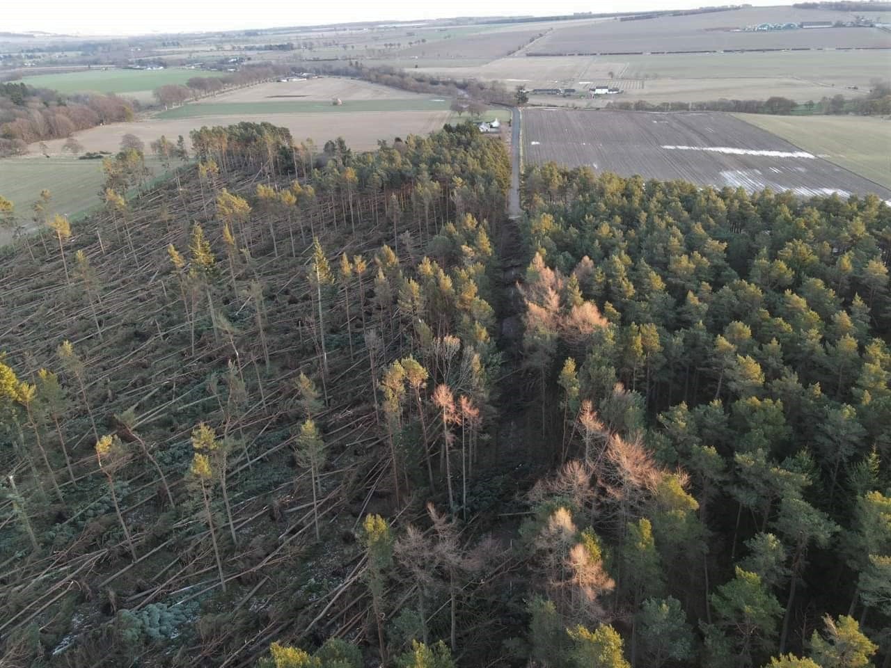 Diverse forests needed to cope with storm damage