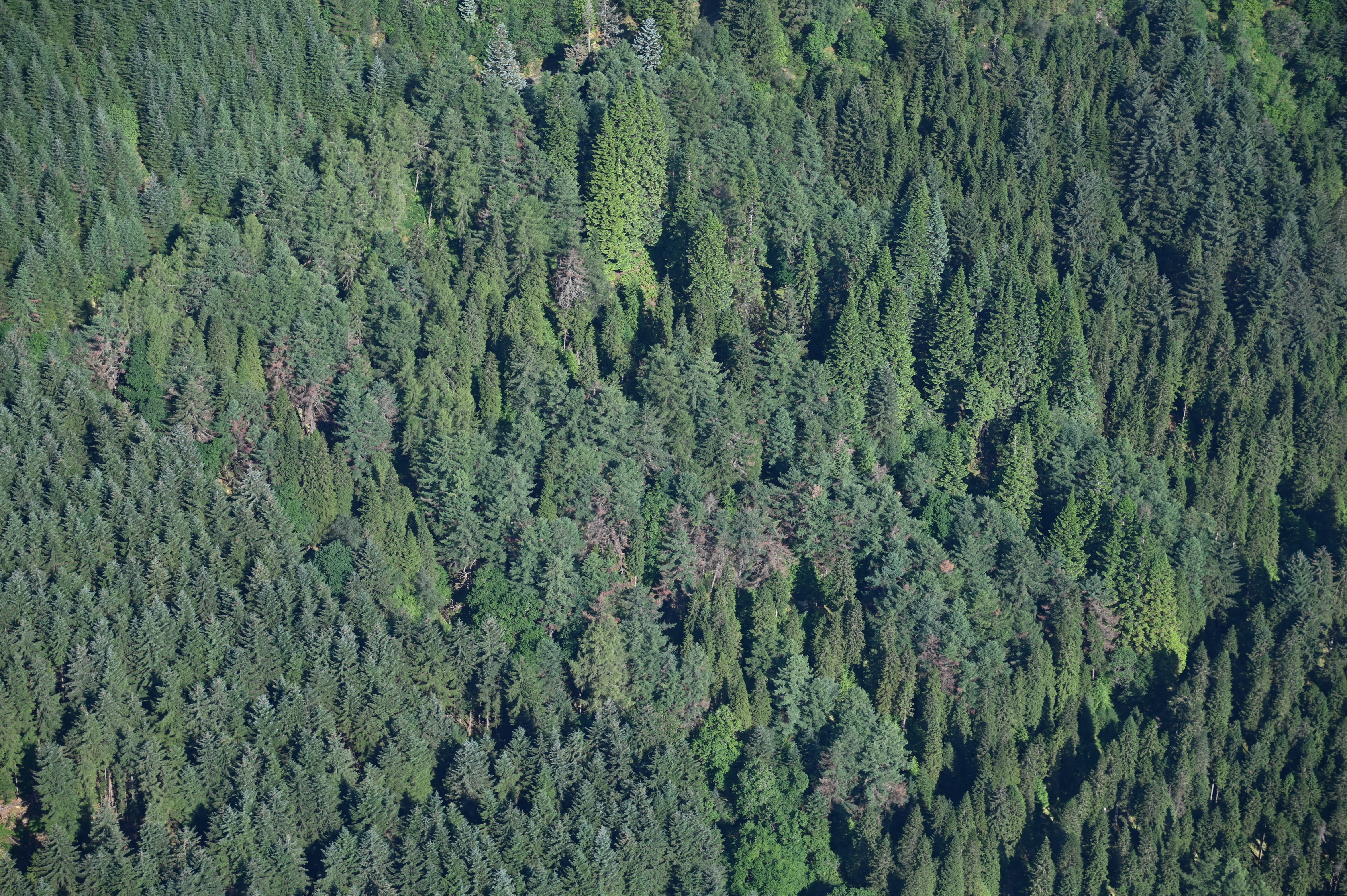 06 Mixed conifer aerial with Pr