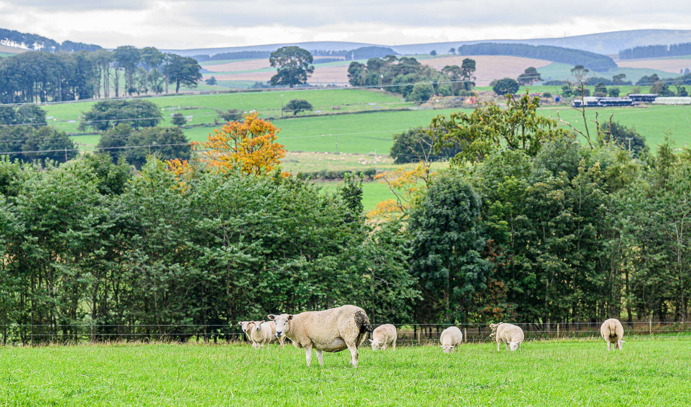 AP Saughland sheep2