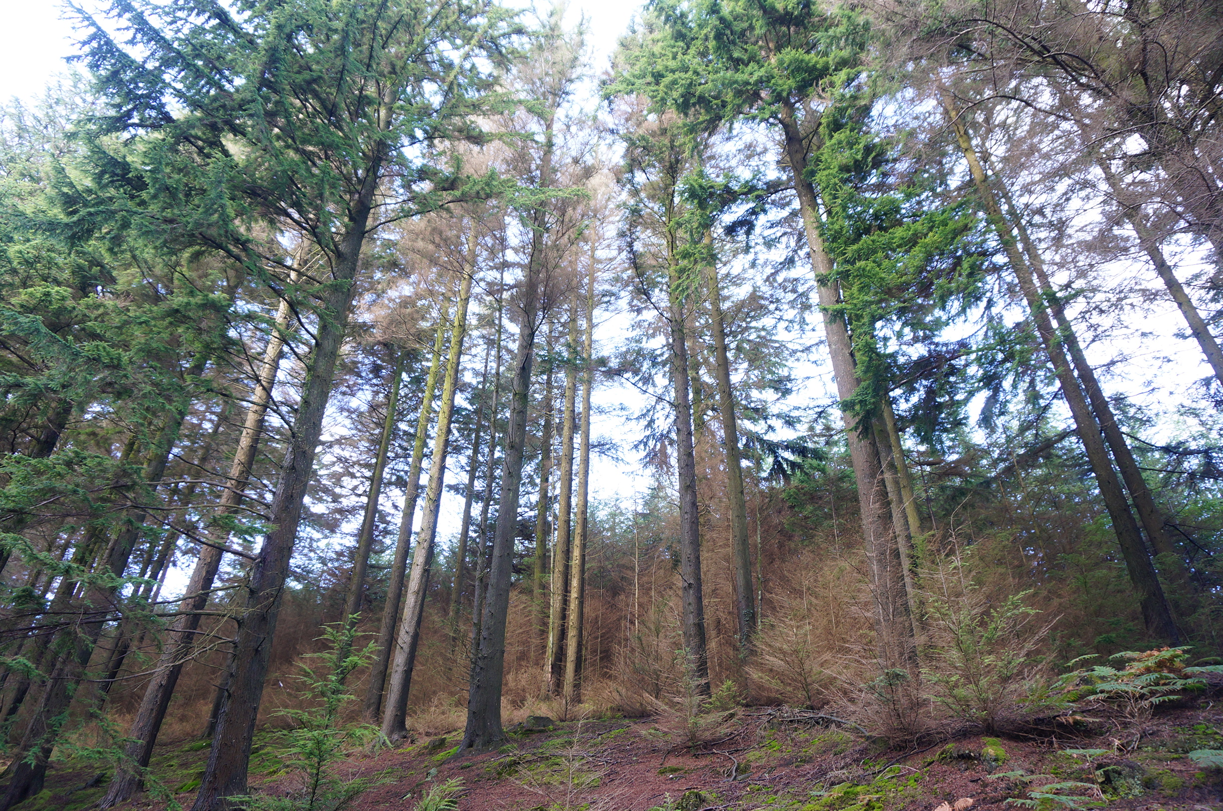 Scottish Forestry undertaking targeted inspections for Phytophthora pluvialis