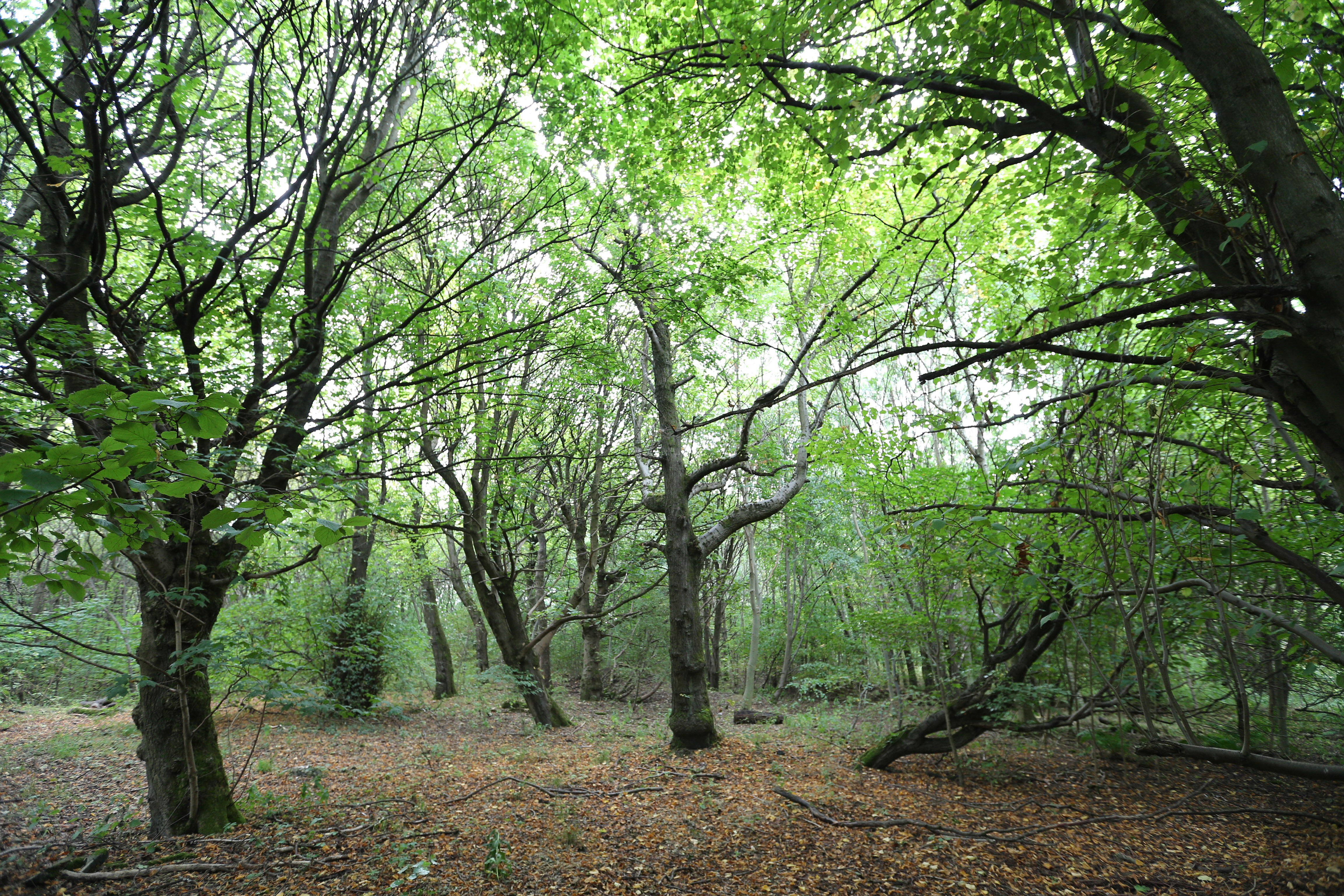 Survey shows tree-mendous support for forestry