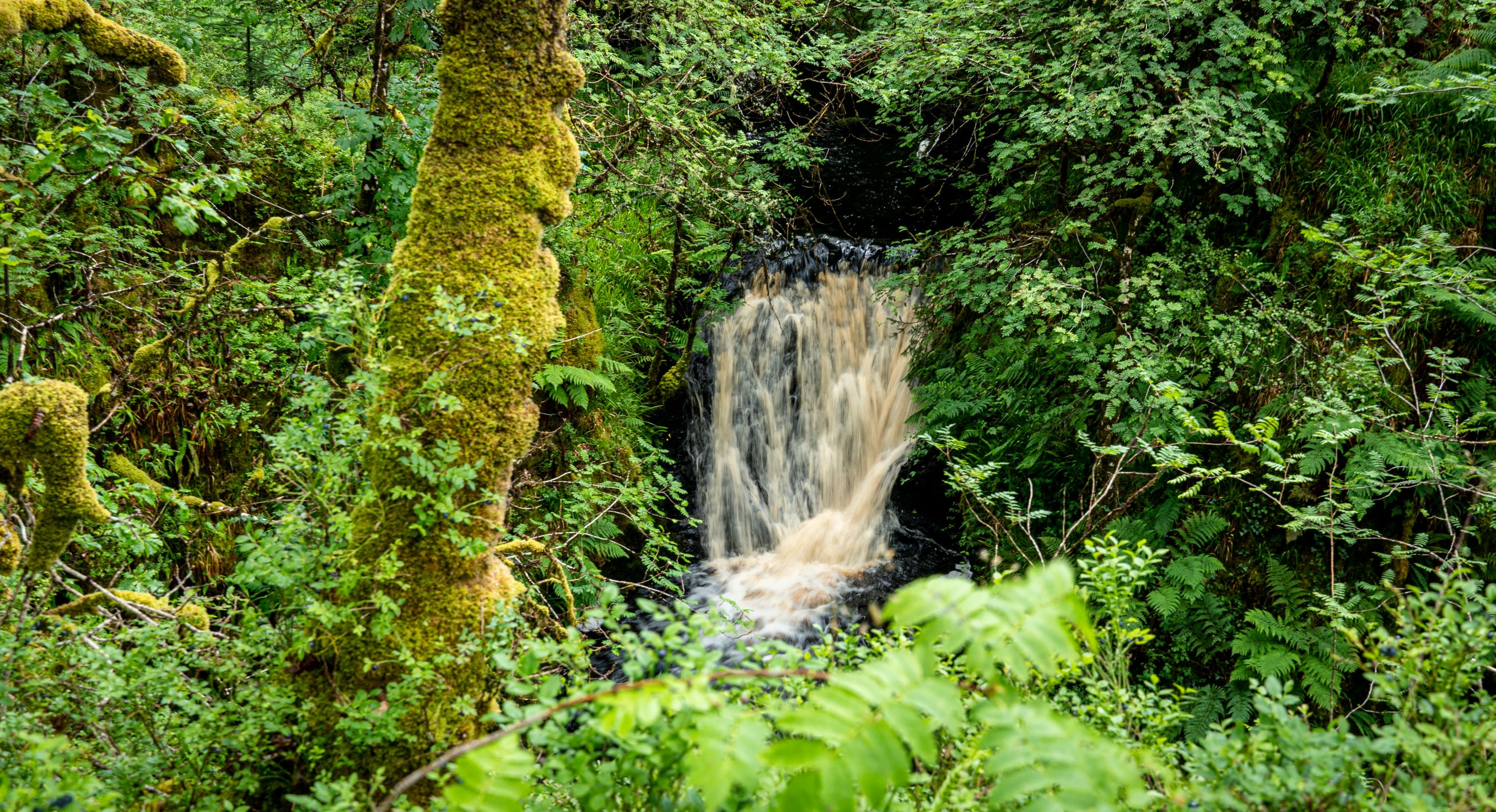Action to support Scotland’s rainforest