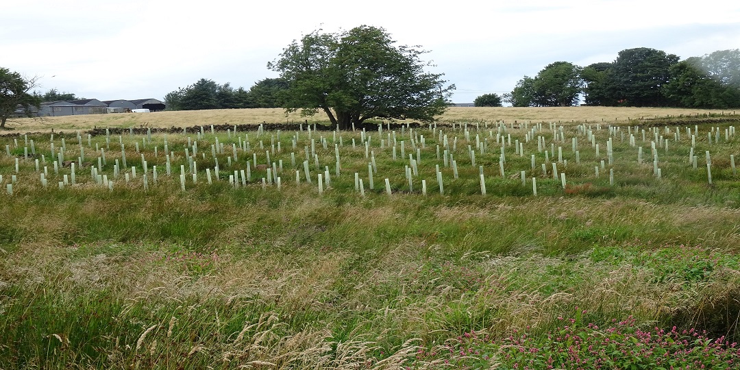 Farmers given free help to branch out into tree planting