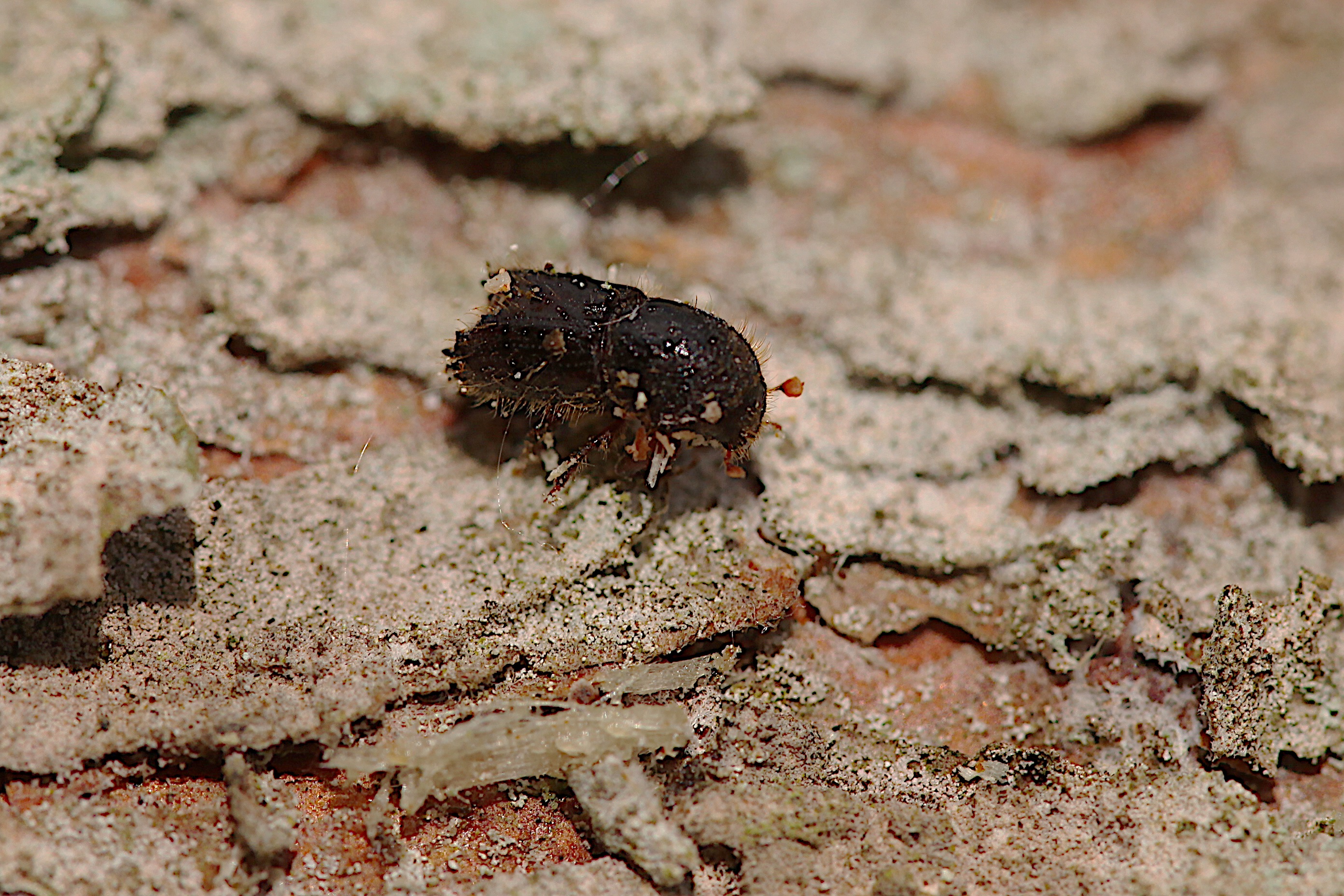 No breeding population of beetle found in wider environment