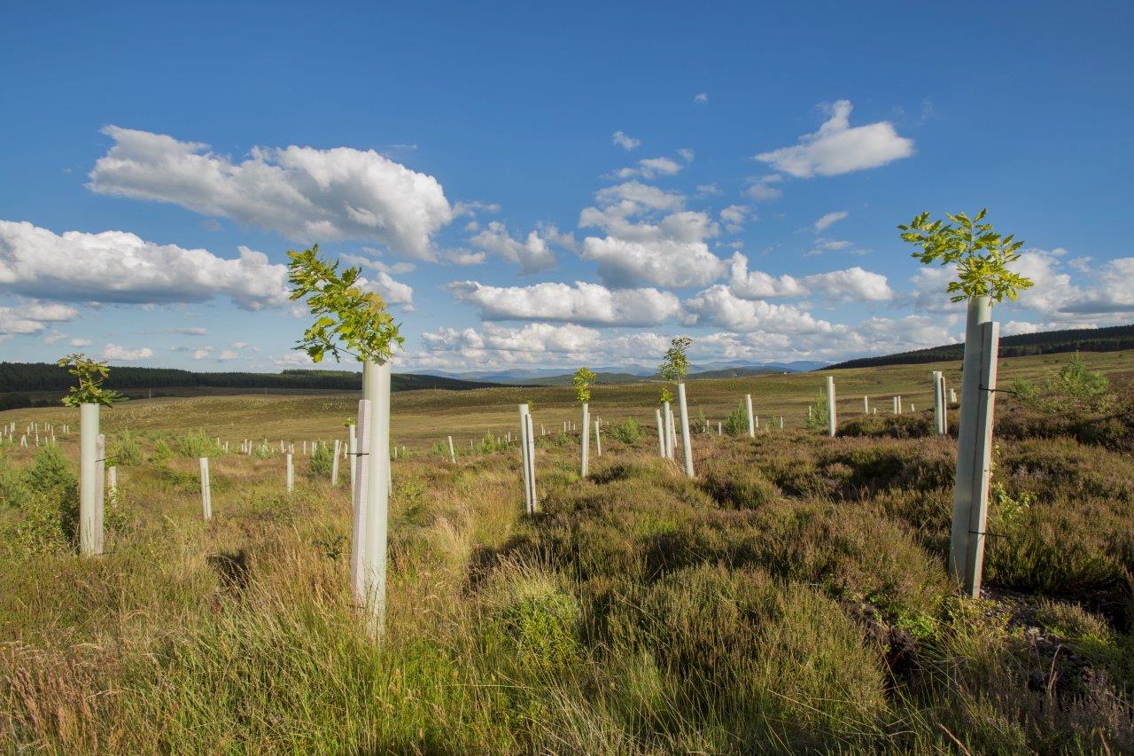 New report sheds light on CO2 uptake by different types of woodlands 