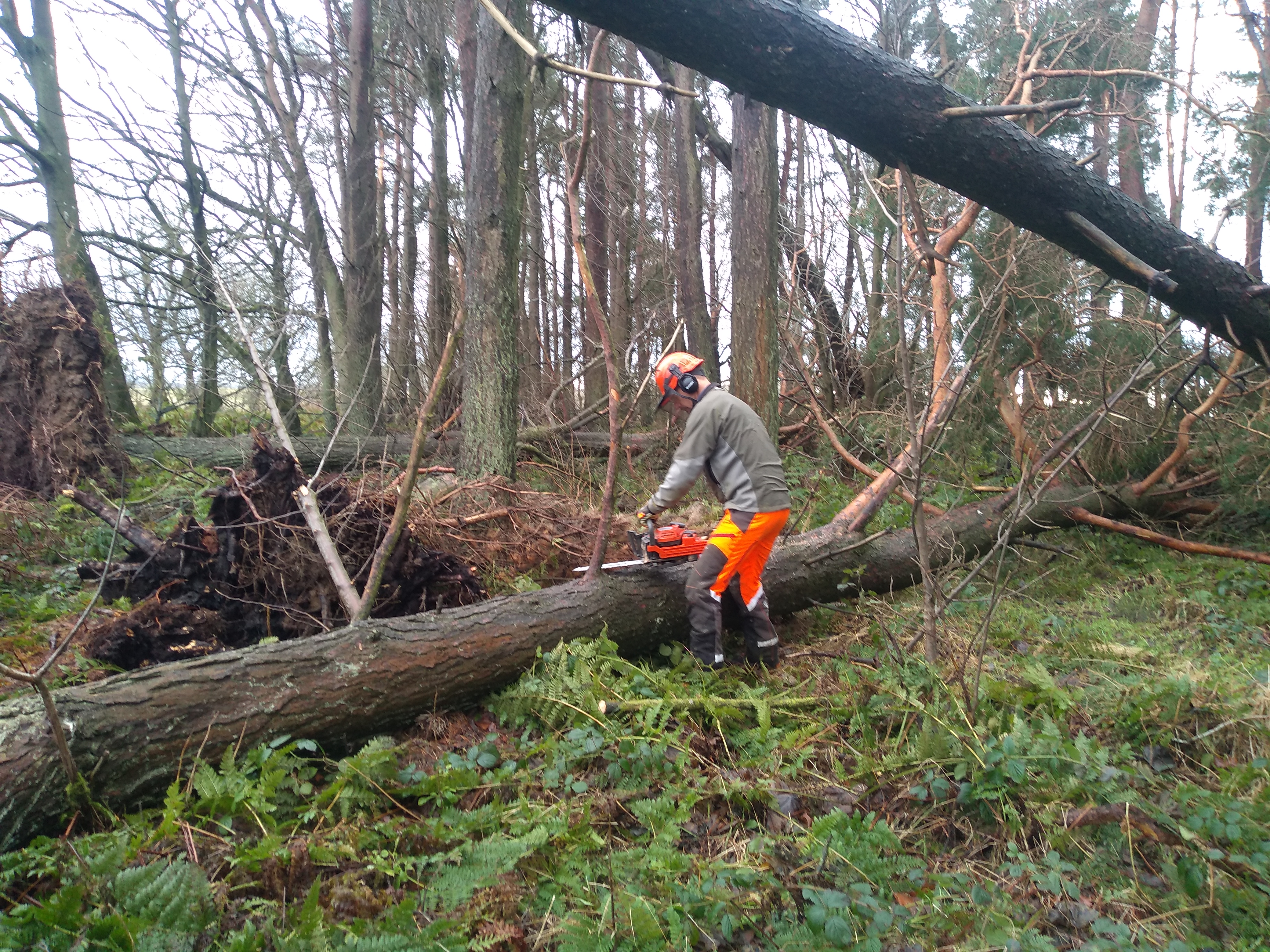 Guidance for woodland owners after storms