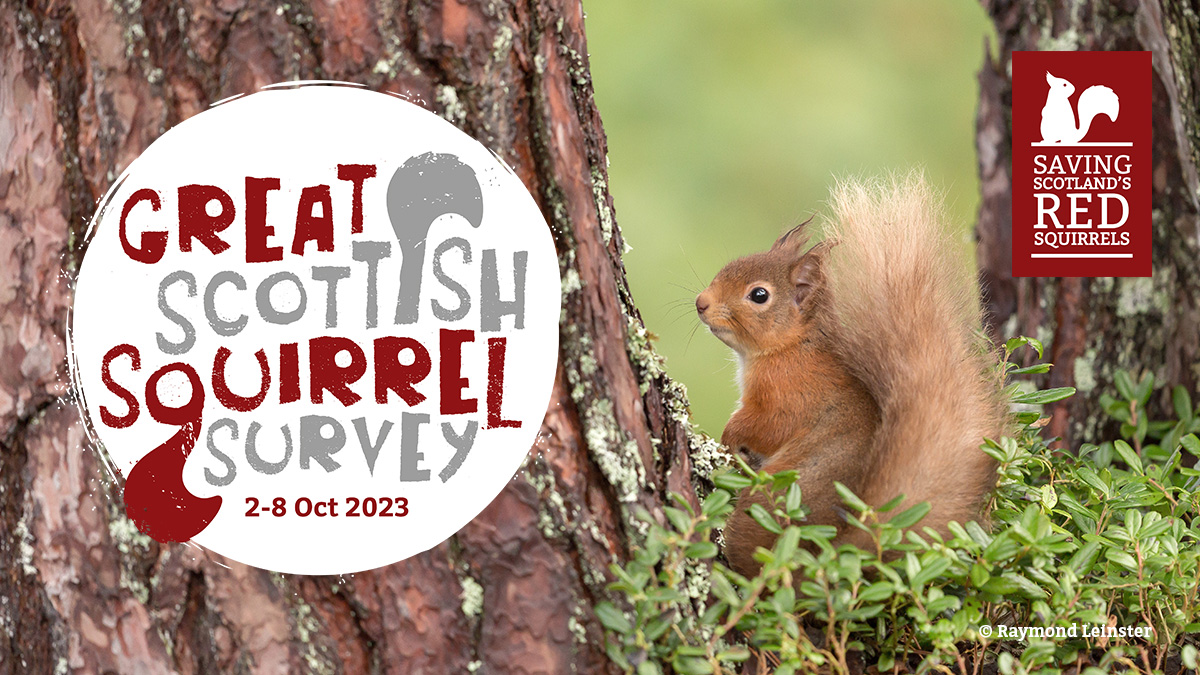 Blog: Get involved in Scotland’s fifth annual Great Scottish Squirrel Survey