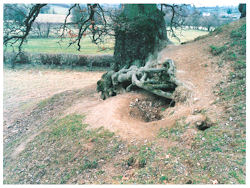 Image showing animal induced erosion at the base of a tree. © CADW 