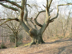 A previously pollarded ancient tree