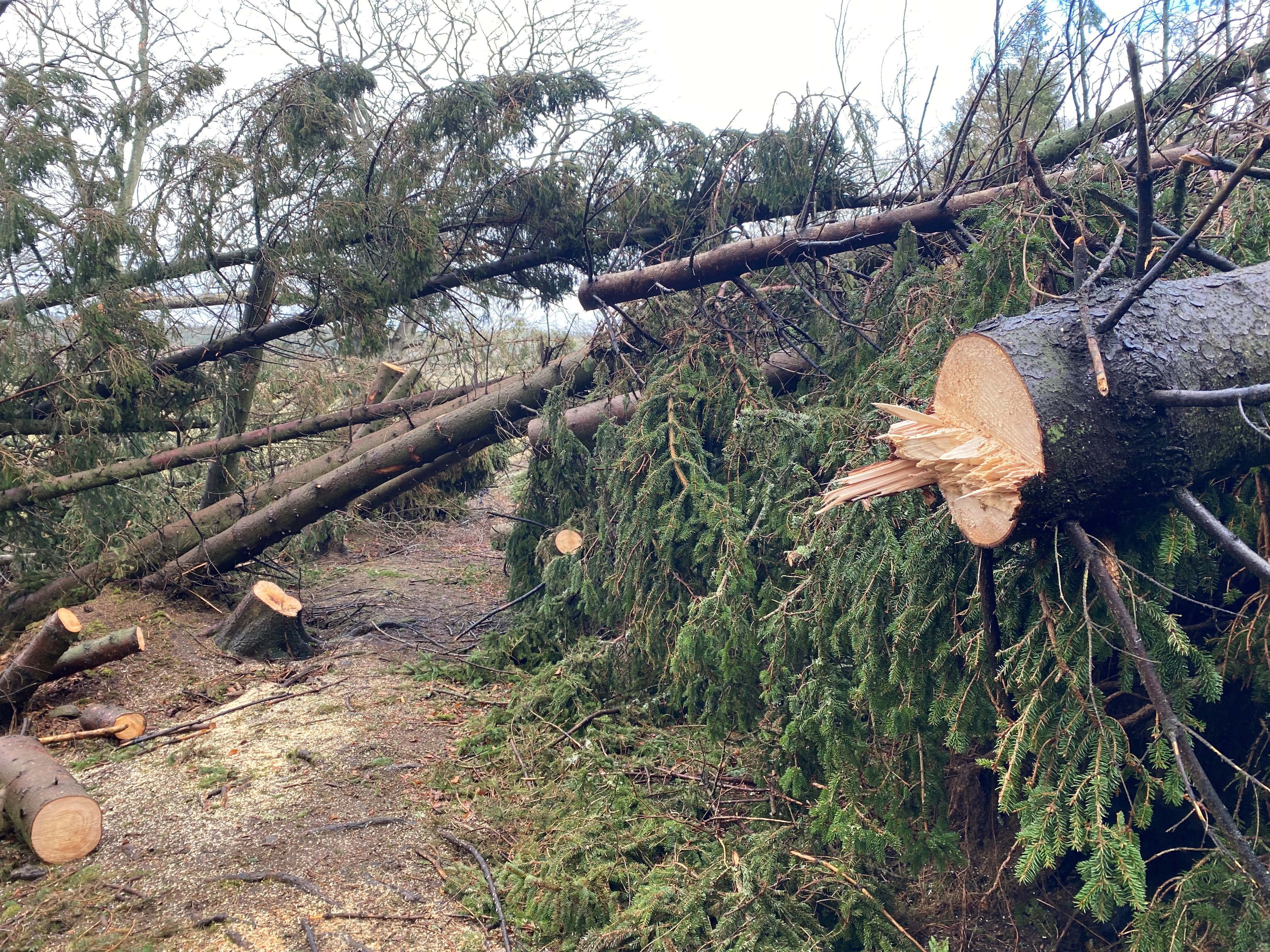 “Magnificent” effort on tackling storm damaged trees