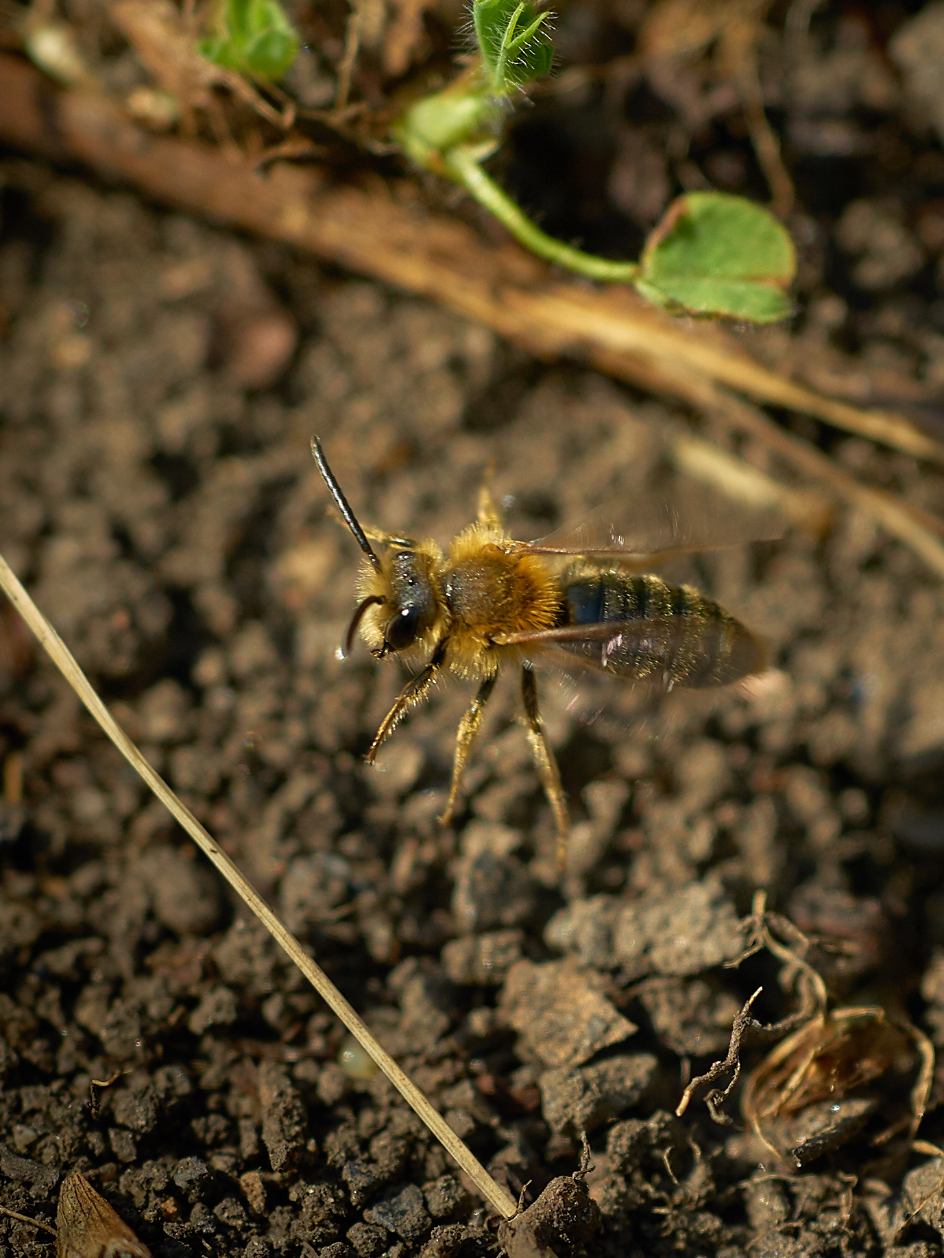 pic 2 male mining bee